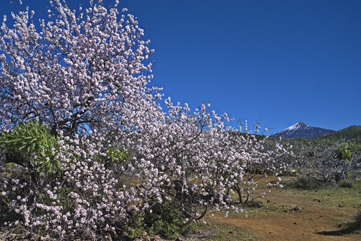 3 feb 2021 Fioritura mandorli